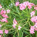 DSC05977