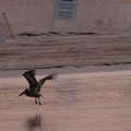 DSCF0560