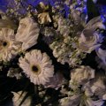 DSCF0903